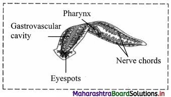 Maharashtra Board Class 11 Biology Important Questions Chapter 4 Kingdom Animalia 5