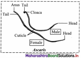 Maharashtra Board Class 11 Biology Important Questions Chapter 4 Kingdom Animalia 7
