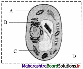 Maharashtra Board Class 11 Biology Important Questions Chapter 5 Cell Structure and Organization 10