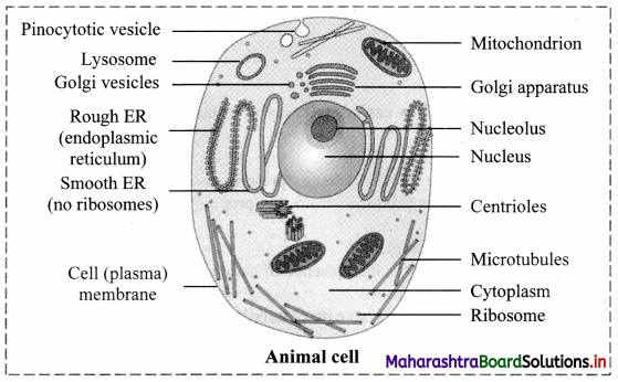 Maharashtra Board Class 11 Biology Important Questions Chapter 5 Cell Structure and Organization 11