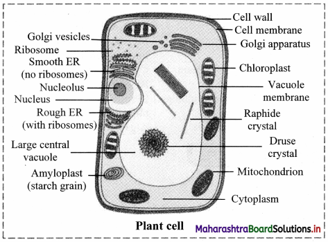 Maharashtra Board Class 11 Biology Important Questions Chapter 5 Cell Structure and Organization 2