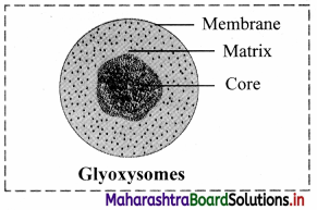 Maharashtra Board Class 11 Biology Important Questions Chapter 5 Cell Structure and Organization 3