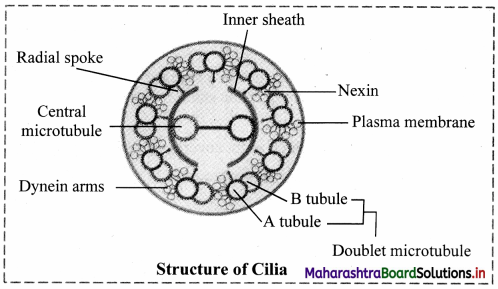 Maharashtra Board Class 11 Biology Important Questions Chapter 5 Cell Structure and Organization 8