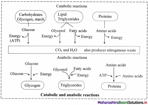 Maharashtra Board Class 11 Biology Important Questions Chapter 6 Biomolecules 11