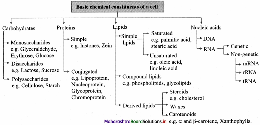 Maharashtra Board Class 11 Biology Important Questions Chapter 6 Biomolecules 13