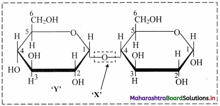 Maharashtra Board Class 11 Biology Important Questions Chapter 6 Biomolecules 3