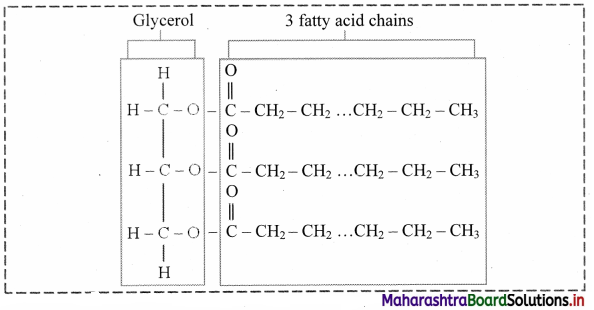 Maharashtra Board Class 11 Biology Important Questions Chapter 6 Biomolecules 5