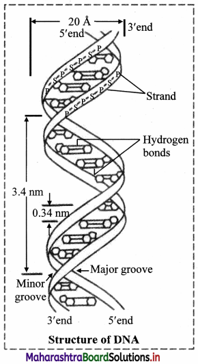 Maharashtra Board Class 11 Biology Important Questions Chapter 6 Biomolecules 6