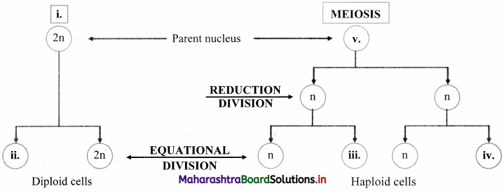 Maharashtra Board Class 11 Biology Important Questions Chapter 7 Cell Division 10