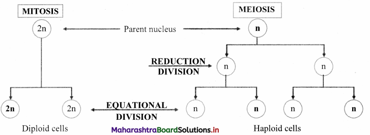 Maharashtra Board Class 11 Biology Important Questions Chapter 7 Cell Division 11