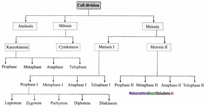 Maharashtra Board Class 11 Biology Important Questions Chapter 7 Cell Division 12
