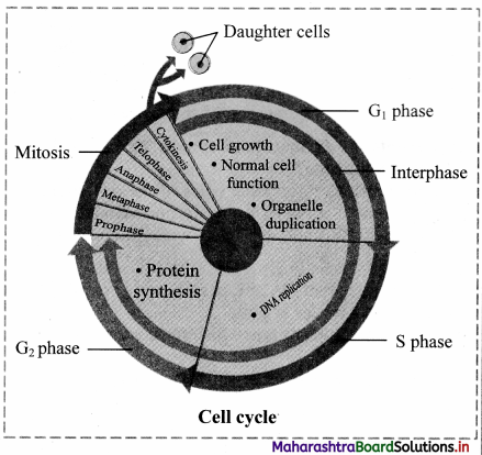 Maharashtra Board Class 11 Biology Important Questions Chapter 7 Cell Division 13