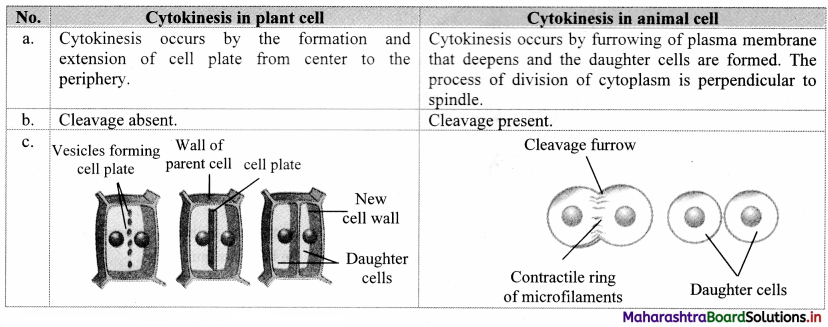 Maharashtra Board Class 11 Biology Important Questions Chapter 7 Cell Division 2
