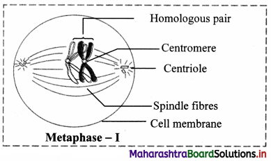 Maharashtra Board Class 11 Biology Important Questions Chapter 7 Cell Division 3