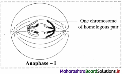 Maharashtra Board Class 11 Biology Important Questions Chapter 7 Cell Division 4