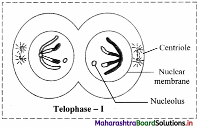 Maharashtra Board Class 11 Biology Important Questions Chapter 7 Cell Division 5