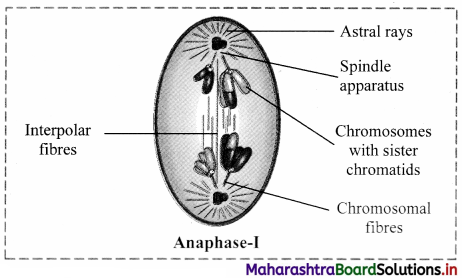 Maharashtra Board Class 11 Biology Important Questions Chapter 7 Cell Division 9