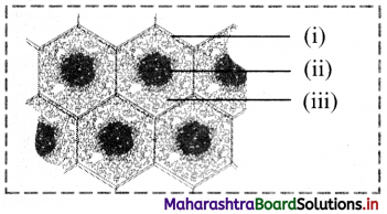 Maharashtra Board Class 11 Biology Important Questions Chapter 8 Plant Tissues and Anatomy 1