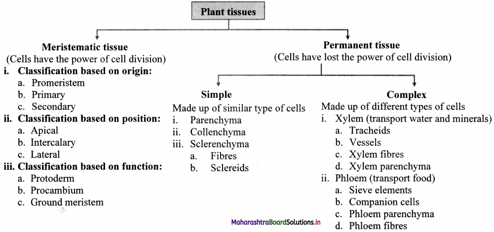 Maharashtra Board Class 11 Biology Important Questions Chapter 8 Plant Tissues and Anatomy 16