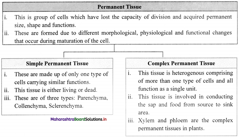 Maharashtra Board Class 11 Biology Important Questions Chapter 8 Plant Tissues and Anatomy 2