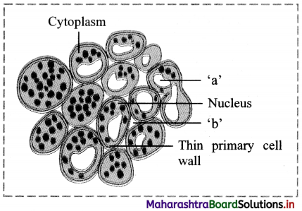 Maharashtra Board Class 11 Biology Important Questions Chapter 8 Plant Tissues and Anatomy 3