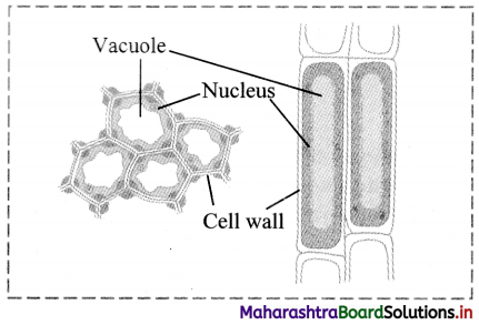 Maharashtra Board Class 11 Biology Important Questions Chapter 8 Plant Tissues and Anatomy 4