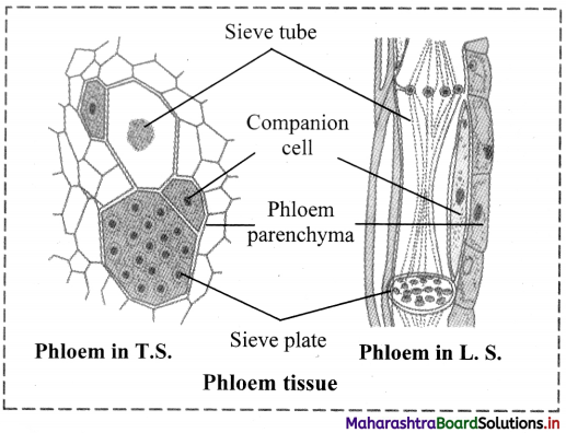 Maharashtra Board Class 11 Biology Important Questions Chapter 8 Plant Tissues and Anatomy 8