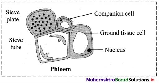 Maharashtra Board Class 11 Biology Important Questions Chapter 8 Plant Tissues and Anatomy 9