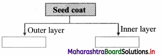 Maharashtra Board Class 11 Biology Important Questions Chapter 9 Morphology of Flowering Plant 29