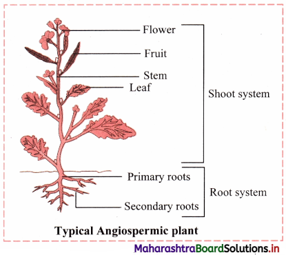 Maharashtra Board Class 11 Biology Important Questions Chapter 9 Morphology of Flowering Plants 1
