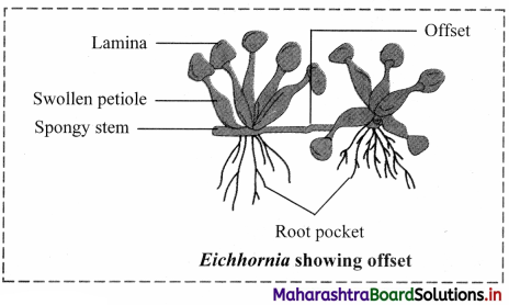 Maharashtra Board Class 11 Biology Important Questions Chapter 9 Morphology of Flowering Plants 11