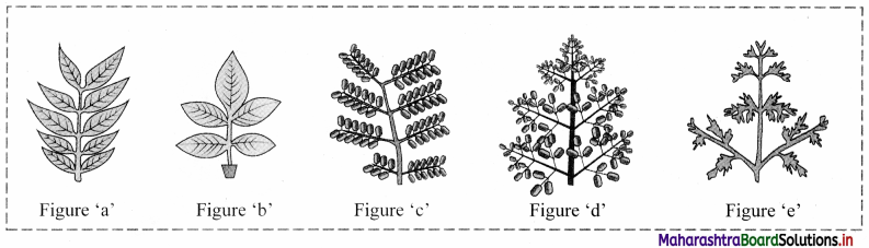 Maharashtra Board Class 11 Biology Important Questions Chapter 9 Morphology of Flowering Plants 12