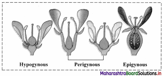 Maharashtra Board Class 11 Biology Important Questions Chapter 9 Morphology of Flowering Plants 14