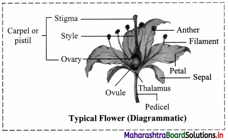 Maharashtra Board Class 11 Biology Important Questions Chapter 9 Morphology of Flowering Plants 15