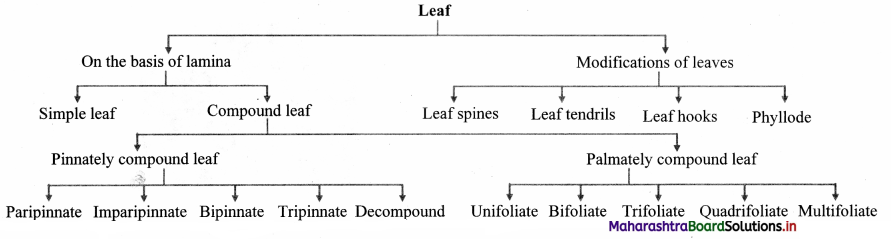 Maharashtra Board Class 11 Biology Important Questions Chapter 9 Morphology of Flowering Plants 22