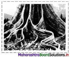 Maharashtra Board Class 11 Biology Important Questions Chapter 9 Morphology of Flowering Plants 24