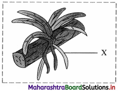 Maharashtra Board Class 11 Biology Important Questions Chapter 9 Morphology of Flowering Plants 25