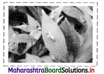 Maharashtra Board Class 11 Biology Important Questions Chapter 9 Morphology of Flowering Plants 26