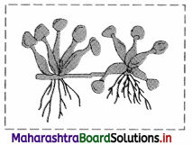 Maharashtra Board Class 11 Biology Important Questions Chapter 9 Morphology of Flowering Plants 27