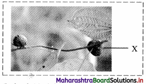 Maharashtra Board Class 11 Biology Important Questions Chapter 9 Morphology of Flowering Plants 28