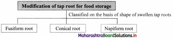 Maharashtra Board Class 11 Biology Important Questions Chapter 9 Morphology of Flowering Plants 3