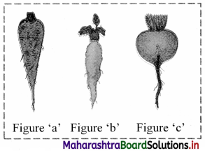 Maharashtra Board Class 11 Biology Important Questions Chapter 9 Morphology of Flowering Plants 4