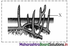 Maharashtra Board Class 11 Biology Important Questions Chapter 9 Morphology of Flowering Plants 5