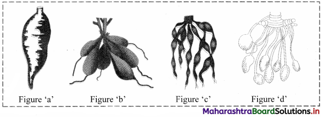 Maharashtra Board Class 11 Biology Important Questions Chapter 9 Morphology of Flowering Plants 6