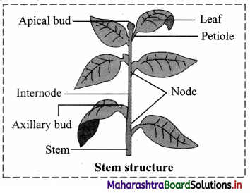 Maharashtra Board Class 11 Biology Important Questions Chapter 9 Morphology of Flowering Plants 7