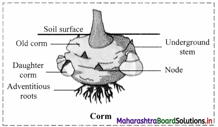 Maharashtra Board Class 11 Biology Important Questions Chapter 9 Morphology of Flowering Plants 9