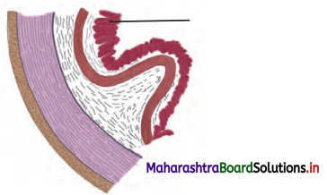 Maharashtra Board Class 11 Biology Solutions Chapter 14 Human Nutrition 1