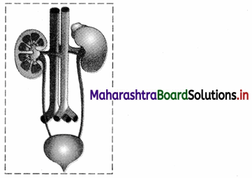 Maharashtra Board Class 11 Biology Solutions Chapter 15 Excretion and Osmoregulation 14