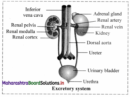 Maharashtra Board Class 11 Biology Solutions Chapter 15 Excretion and Osmoregulation 15