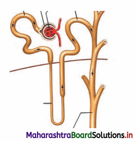 Maharashtra Board Class 11 Biology Solutions Chapter 15 Excretion and Osmoregulation 3